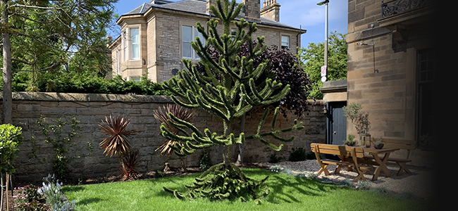 23 Mayfield Edinburgh Guesthouse Garden